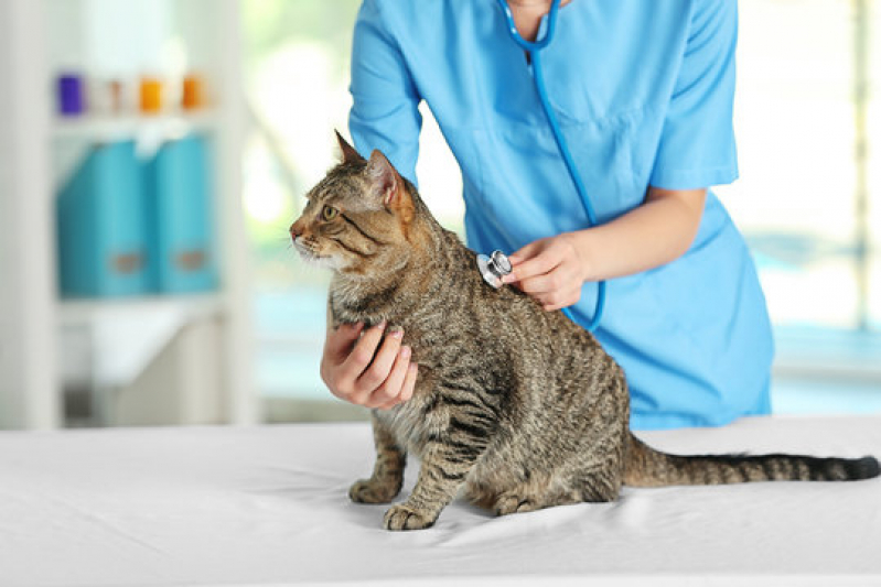 Clínica Especializada em Gastroenterologia para Gatos Catanduva - Gastroenterologia para Cachorros