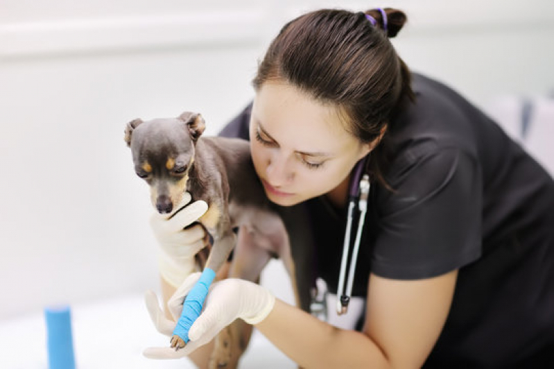 Clínica Especializada em Gastroenterologia para Pet Dobrada - Gastroenterologia para Cachorros