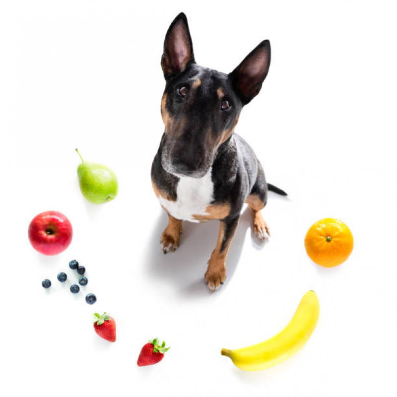 Clínica Especializada em Nutrição Veterinária Canina Monte Alto - Nutrição Veterinária Canina