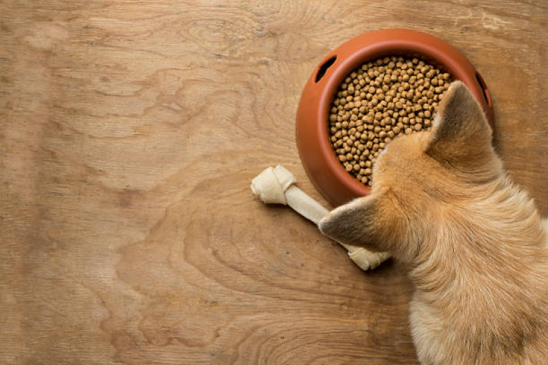Clínica Especializada em Nutrição Veterinária para Cachorro Tambaú - Nutrição Veterinária para Gatos