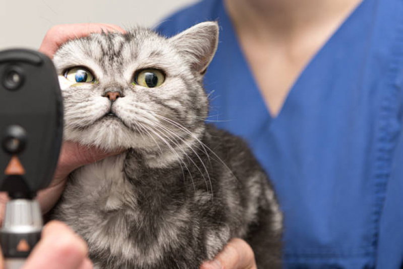 Clínica Especializada em Oftalmologia em Pequenos Animais Catanduva - Oftalmologista Pet