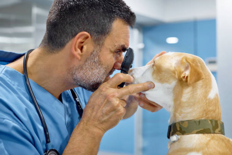 Clínica Especializada em Oftalmologista para Cães e Gatos Chácaras Hípica - Oftalmologia Veterinária