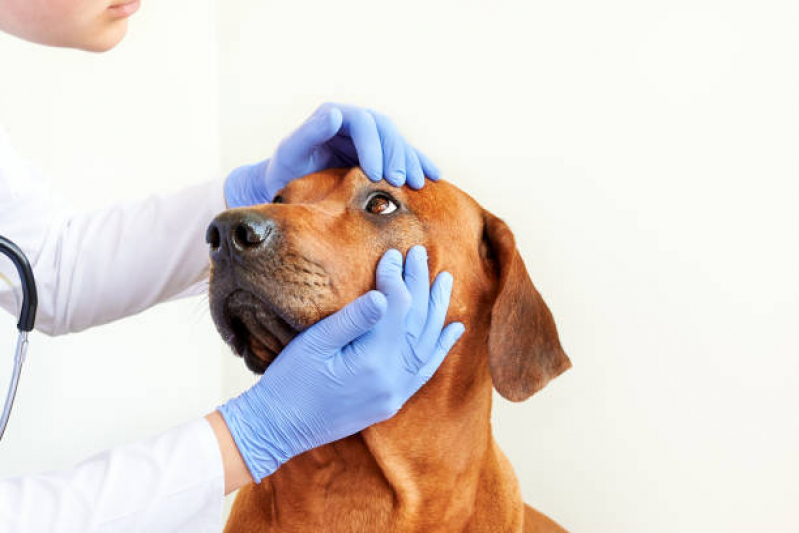 Clínica Especializada em Oftalmologista para Cães Serra Azul - Oftalmologista Pet
