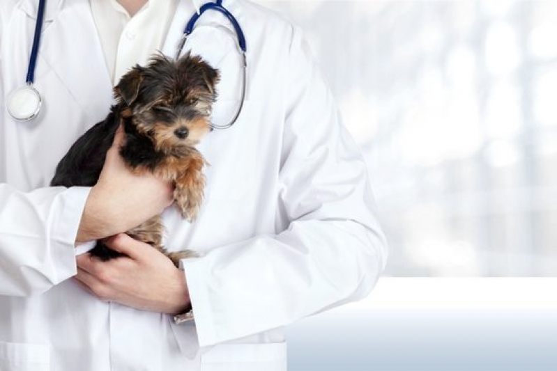 Clínica Especializada em Oncologia Animal Serra Azul - Oncologia em Cães