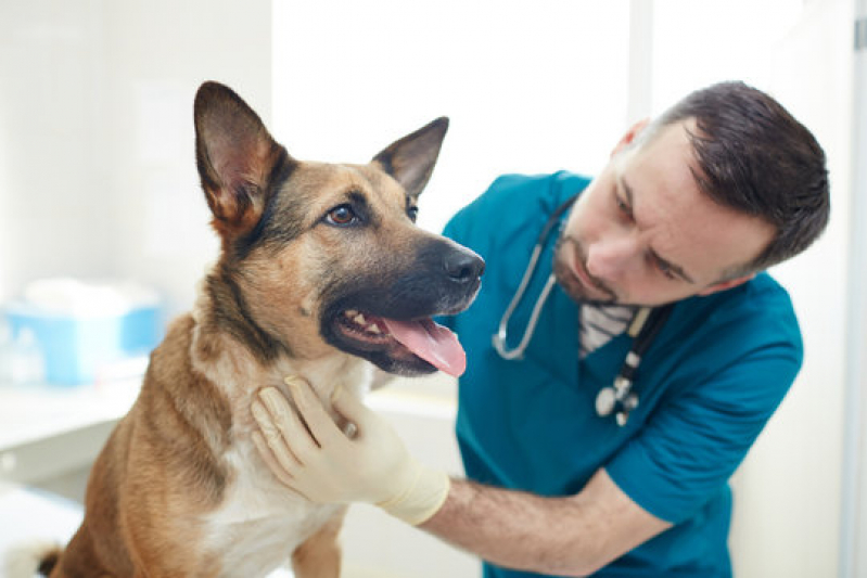 Clínica Especializada em Oncologia de Cachorro Guatapará - Oncologia em Cães
