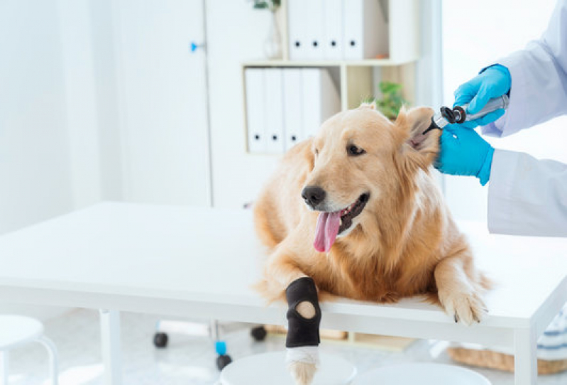 Clínica Especializada em Oncologia para Cachorro de Pequeno Porte Pitangueiras - Oncologia Animal