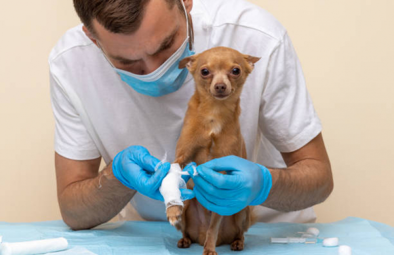 Clínica Especializada em Ortopedia para Animais de Médio Porte Brodowski - Ortopedia para Cachorro