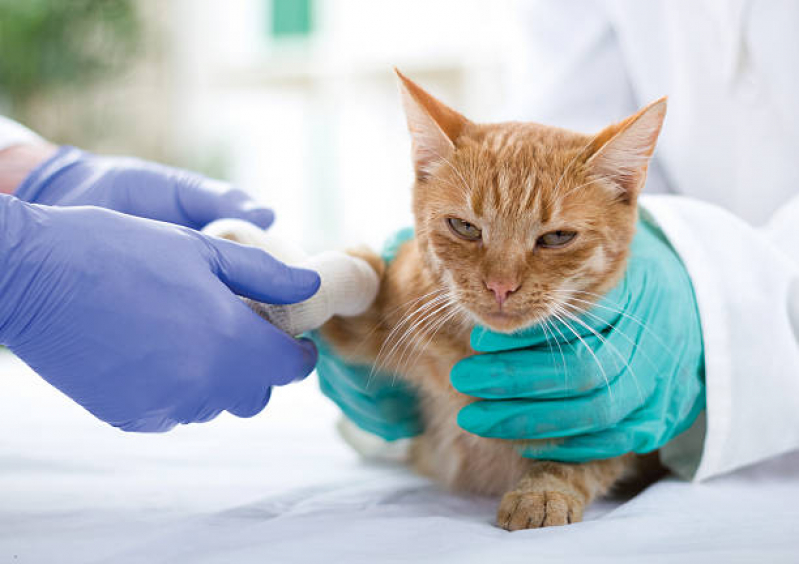 Clínica Especializada em Ortopedia para Animais de Pequeno Porte Passos - Ortopedista para Gatos