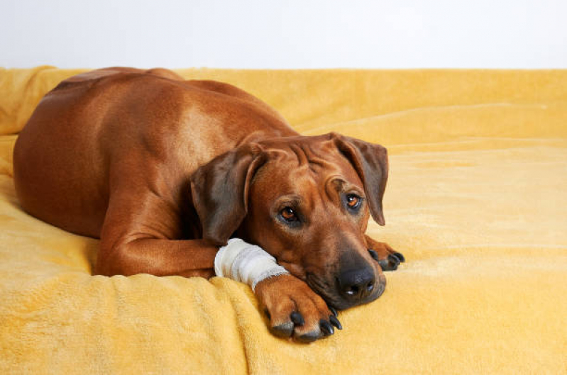 Clínica Especializada em Ortopedia para Cachorro de Pequeno Porte Novo Horizonte - Ortopedia para Cães e Gatos