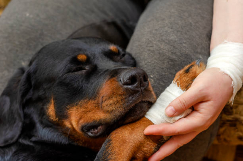 Clínica Especializada em Ortopedia para Cachorro Pitangueiras - Ortopedia Animal