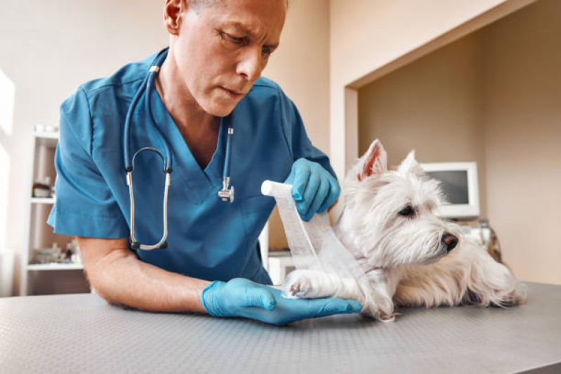 Clínica Especializada em Ortopedista de Cachorro Américo Brasiliense - Ortopedia para Cachorro