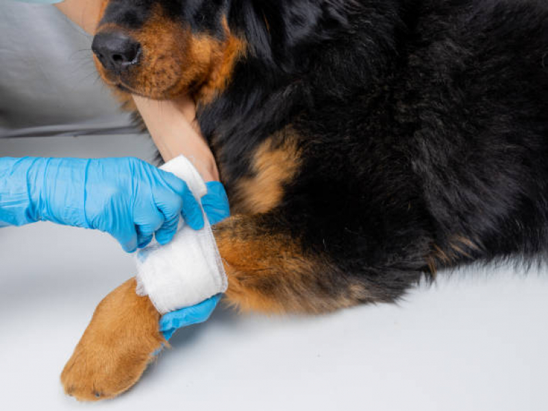 Clínica Especializada em Ortopedista para Cachorro Joboticabal - Ortopedia Animal