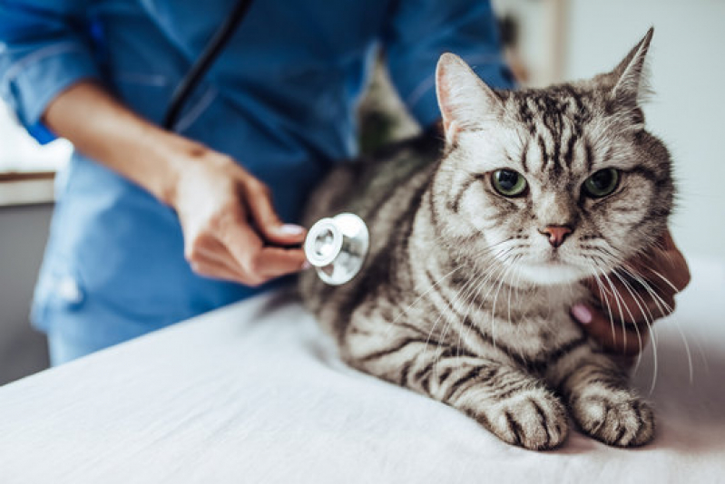 Clínica Especializada em Ortopedista para Gatos Jardim Flórida - Ortopedia Animal