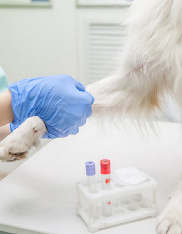 Contato de Laboratório de Análise Clínica para Pets Sertãozinho - Laboratório de Análise Clínica para Pets