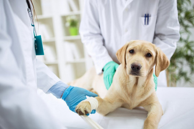 Contato de Laboratório de Análise Clínica Veterinária Vila Lobato - Laboratório de Análise Clínica para Cachorros