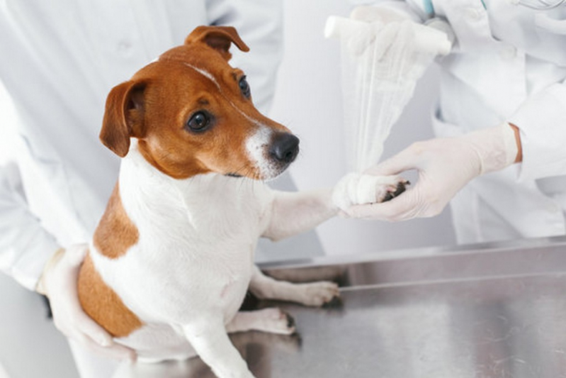 Contato de Laboratório de Análises Clínicas Veterinárias Sales Oliveira - Laboratório de Análise Clínica para Pets