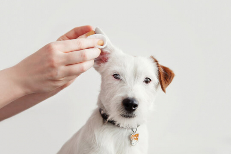 Contato de Laboratório de Patologia para Cães Pontal - Laboratório de Patologia para Cachorros