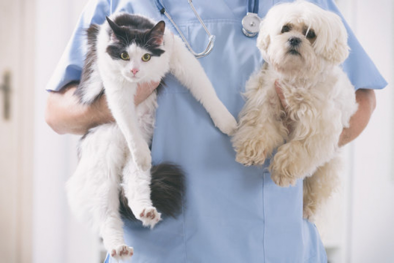 Contato de Laboratório de Patologia Veterinária Florestan Fernandes - Laboratório de Patologia para Gatos