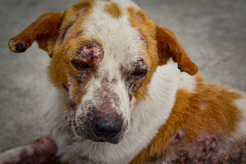 Dermatite Atópica Cães Tratamento Vila Saudade - Tratamento da Dermatite em Animais