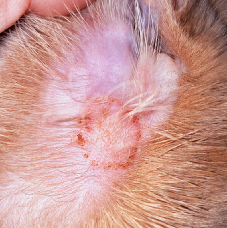 Dermatite Atópica em Cães Tratamento Clínicas Santa Adélia - Dermatite Atópica em Cães Tratamento