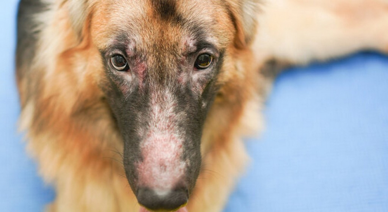 Dermatite Atópica em Cães Tratamento Marcar Pradópolis - Tratamento da Dermatite em Animais
