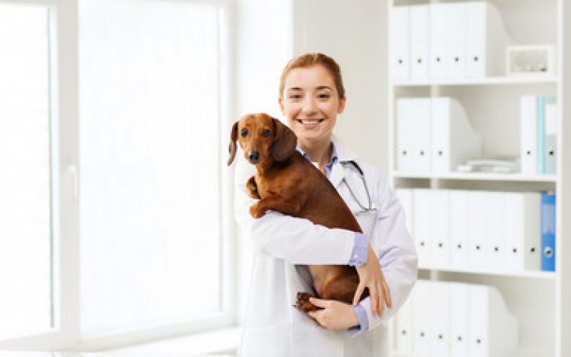 Dermatologia em Cães Rincão - Dermatologia para Animais de Pequeno Porte