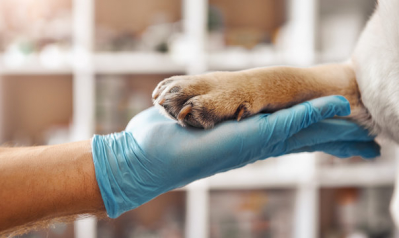 Dermatologia para Animais de Pequeno Porte Marcar Pontal - Dermatologista Pet