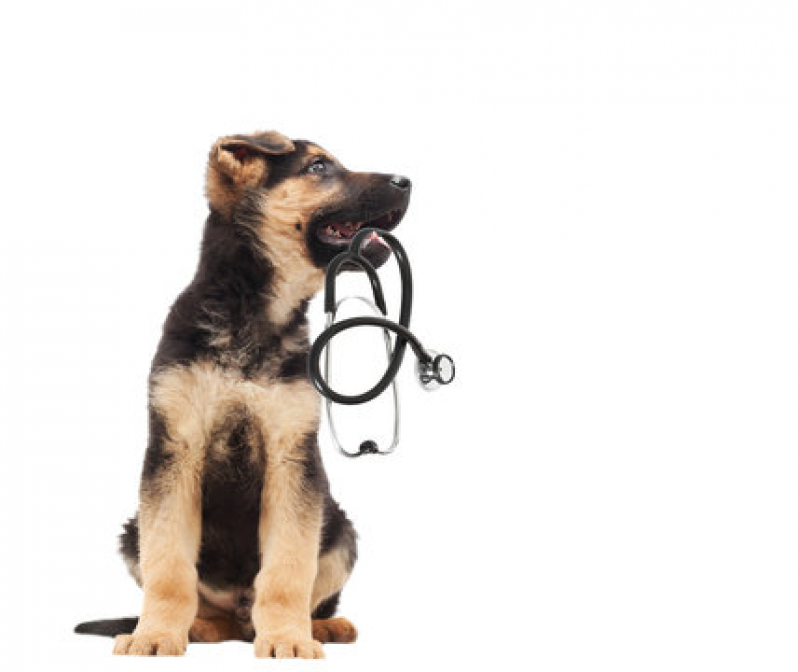 Dermatologista de Cachorro Agendar Cajuru - Dermatologia para Cachorro de Pequeno Porte