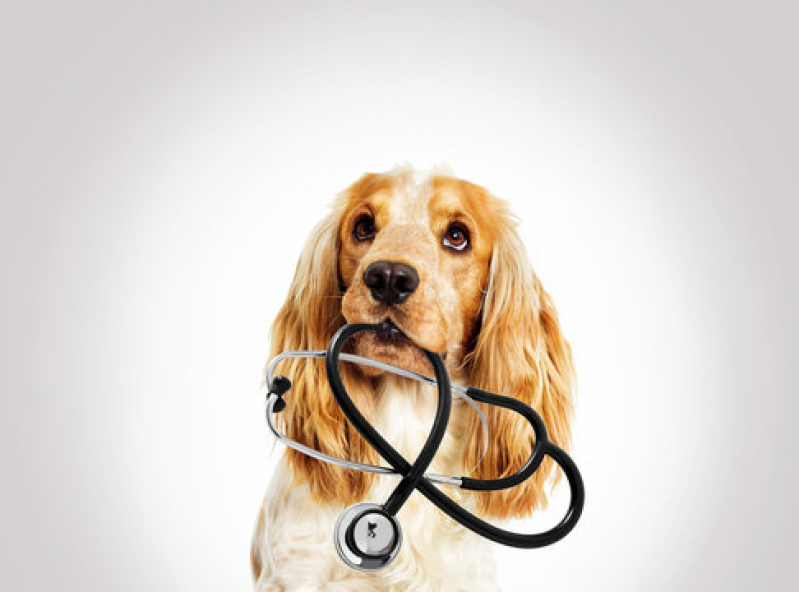 Dermatologista para Cachorros Passos - Dermatologista para Cães
