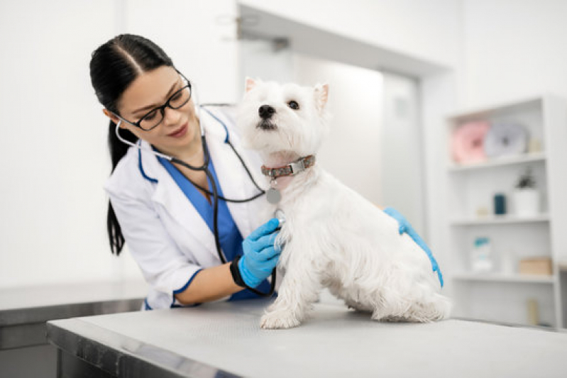 Dermatologista para Cães Agendar Barrinha - Dermatologista de Animais