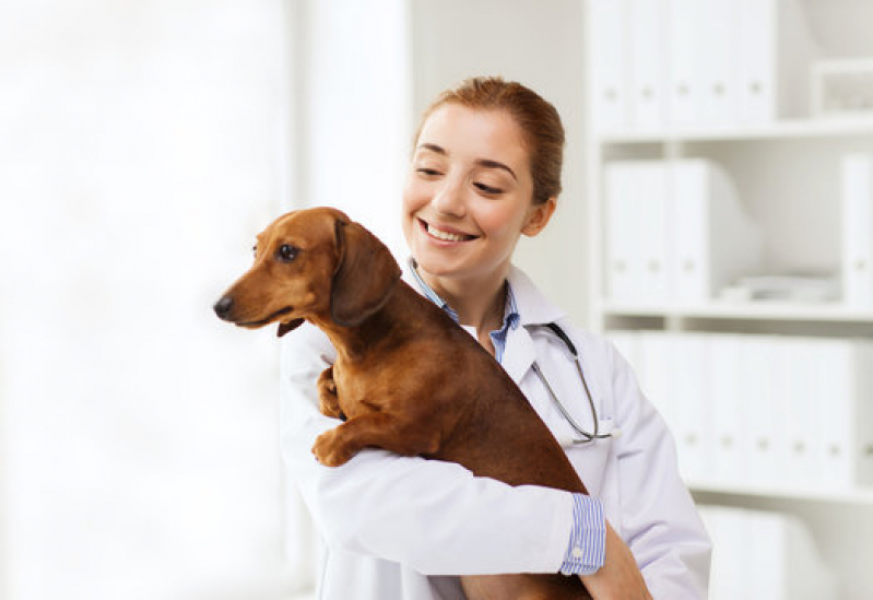 Dermatologista para Cães de Grande Porte Agendar Novaes - Dermatologista de Cachorro