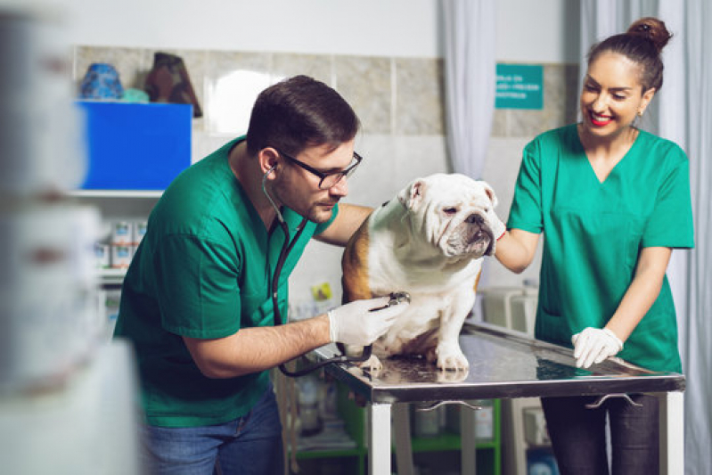 Dermatologista para Cães Marcar Jardim Zanetti - Dermatologia para Animais de Pequeno Porte