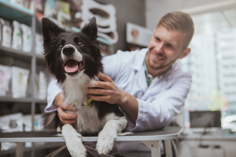 Dermatologista para Cães Jardim Flórida - Dermatologia para Cachorro de Pequeno Porte