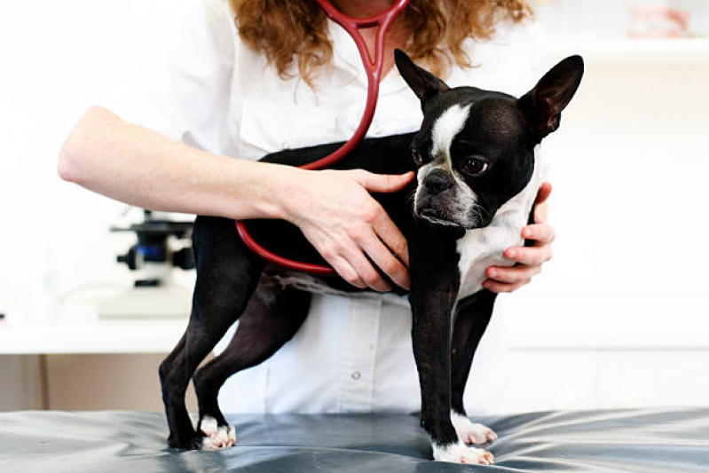 Ecocardiograma para Cachorro Severinia - Exame de Ecocardiograma para Cães