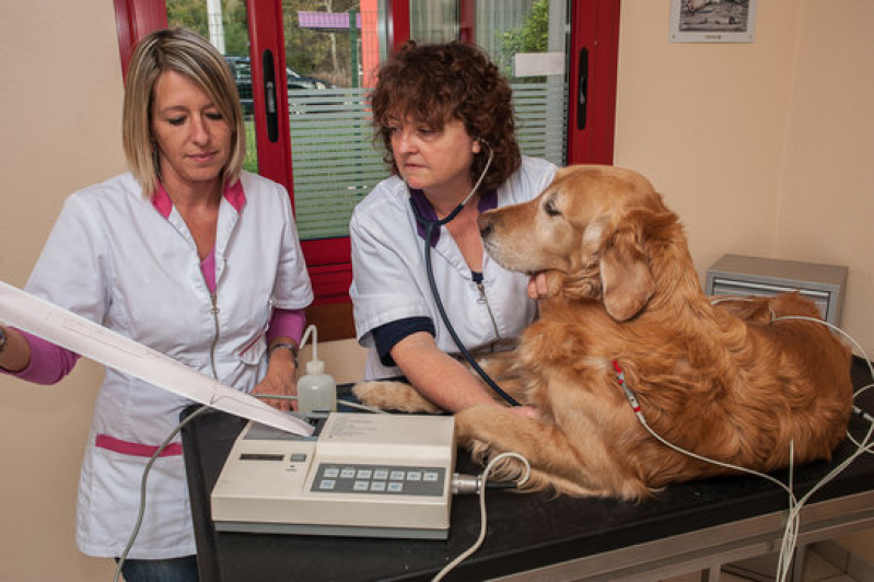 Eletrocardiograma Animal Marcar Cajuru - Eletrocardiograma em Cães