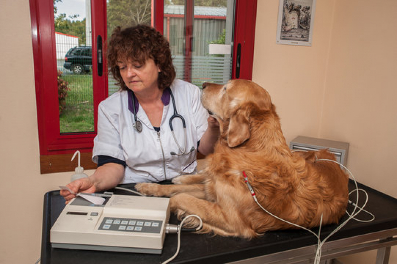 Eletrocardiograma em Animais Domésticos Marcar Altinópolis - Eletrocardiograma em Cachorro
