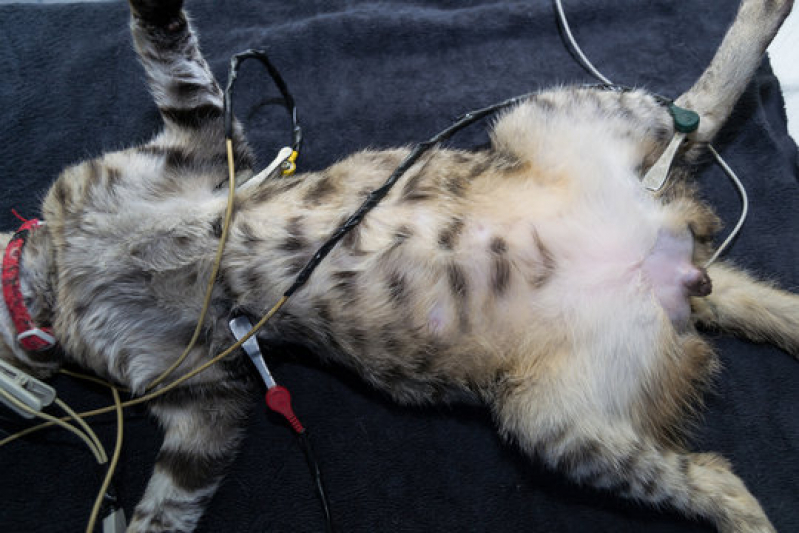 Eletrocardiograma em Animais Marcar Passos - Eletrocardiograma em Gatos