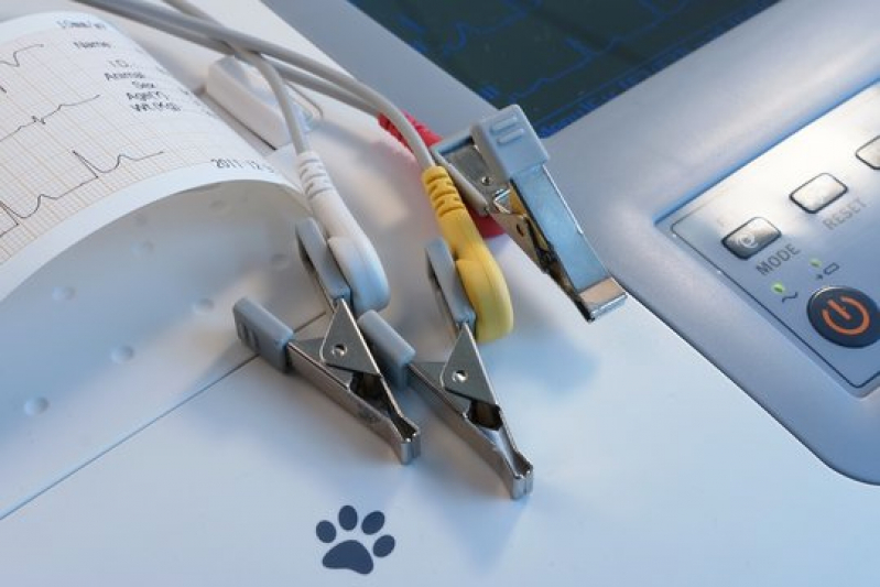Eletrocardiograma em Cachorro Taquaral - Eletrocardiograma para Animais Domésticos