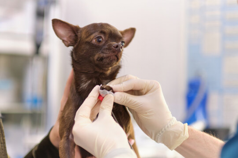 Eletrocardiograma em Cães e Gatos Marcar Porto Ferreira - Eletrocardiograma para Animais Exóticos