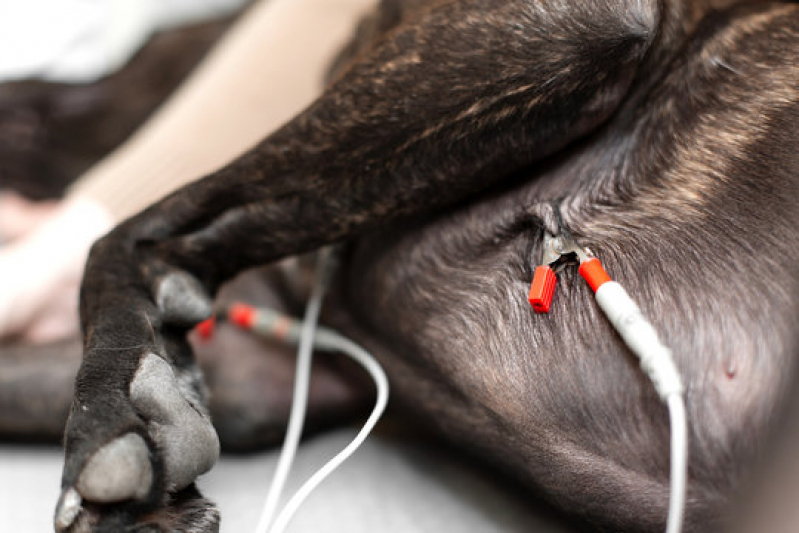 Eletrocardiograma em Cães Marcar Santa Rita do Passa Quatro - Eletrocardiograma para Cachorro São Paulo