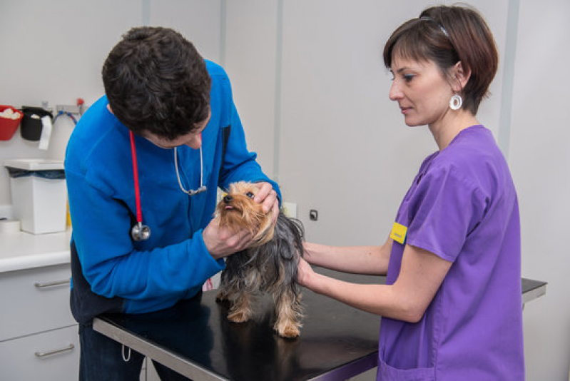 Eletrocardiograma em Gatos Marcar Patrocínio - Eletrocardiograma em Cães e Gatos