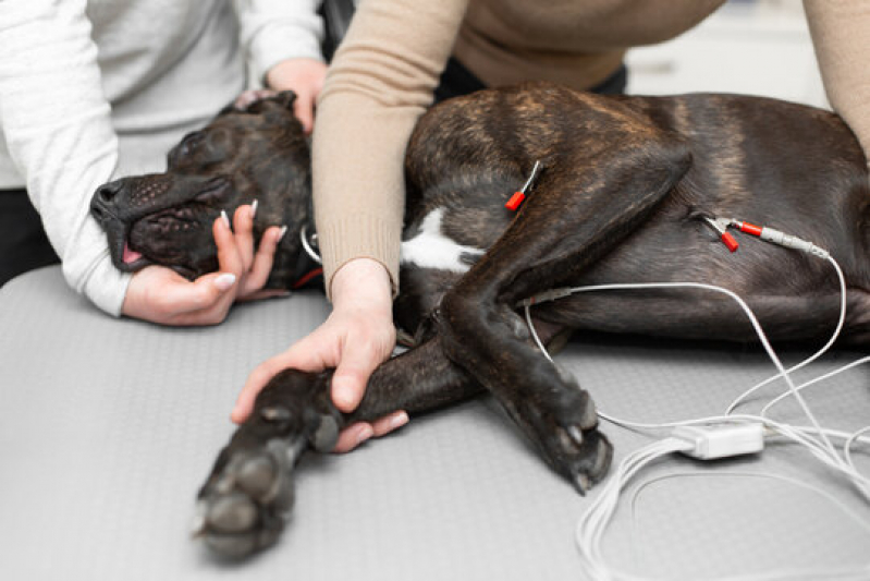 Eletrocardiograma para Animais Exóticos Marcar Tabapuã - Eletrocardiograma em Cachorro