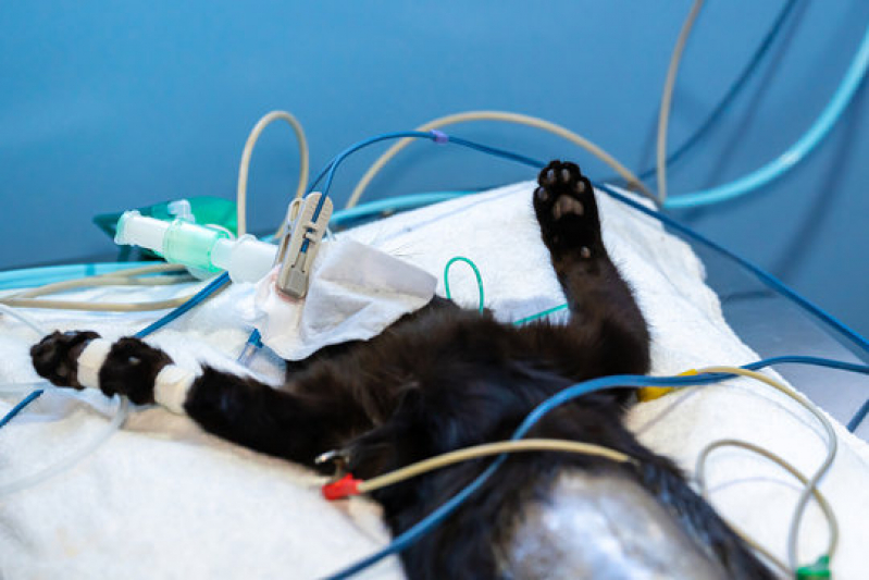 Eletrocardiograma para Animais Exóticos Passos - Eletrocardiograma para Cachorro São Paulo
