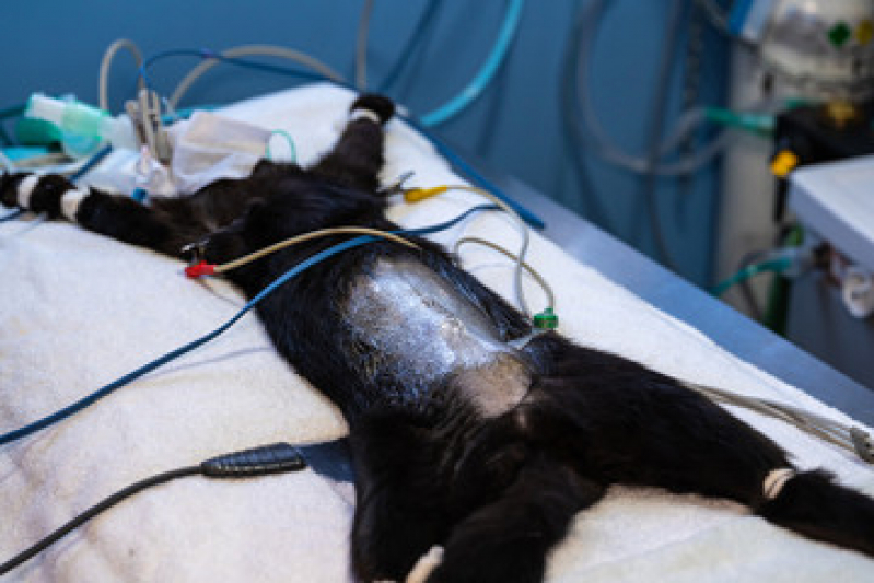 Eletrocardiograma para Gatos Altinópolis - Eletrocardiograma Animal