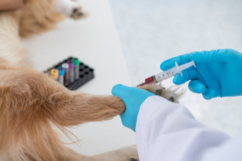 Endereço de Laboratório de Patologia para Cães Varginha - Laboratório de Patologia Clínica Veterinária São Paulo