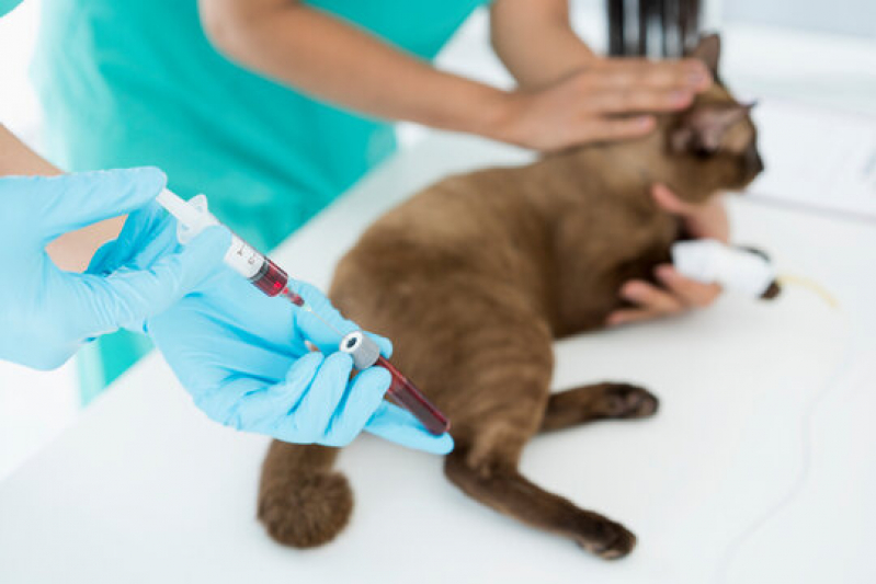 Endereço de Laboratório de Patologia para Gatos Araxá - Laboratório de Patologia Geral Veterinária