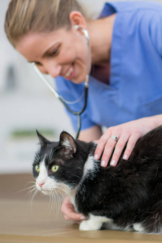 Endocrinologia Animal Guariba - Endocrinologia para Gatos