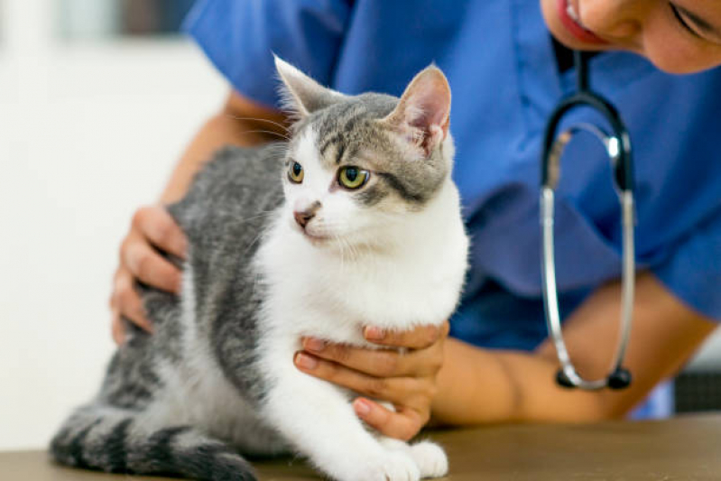 Endocrinologia para Animais Clínica São Carlos - Endocrinologia para Gatos