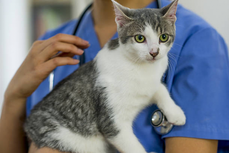 Endocrinologia para Animais de Pequeno Porte Clínica Guariba - Endocrinologia para Gatos