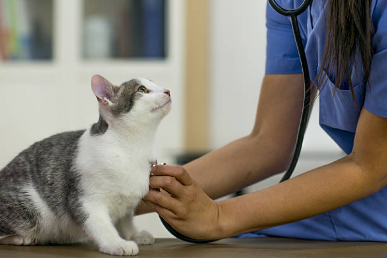 Endocrinologia para Animais de Pequeno Porte Brodowski - Endocrinologia para Gatos